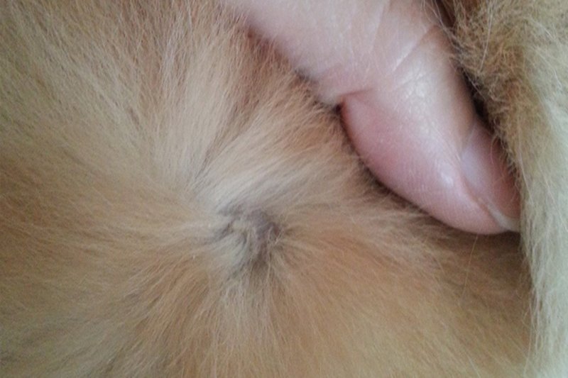 ภาวะแพ้น้ำลายหมัด ภาวะแพ้น้ำลายหมัด